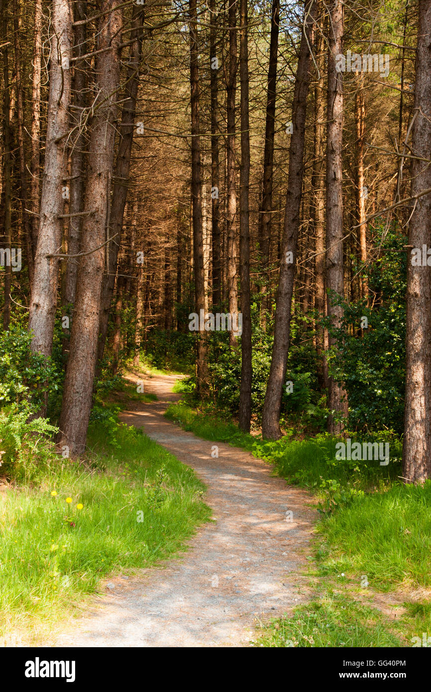 Path at Castlewellan Forest Park County Down Northern Ireland Stock Photo