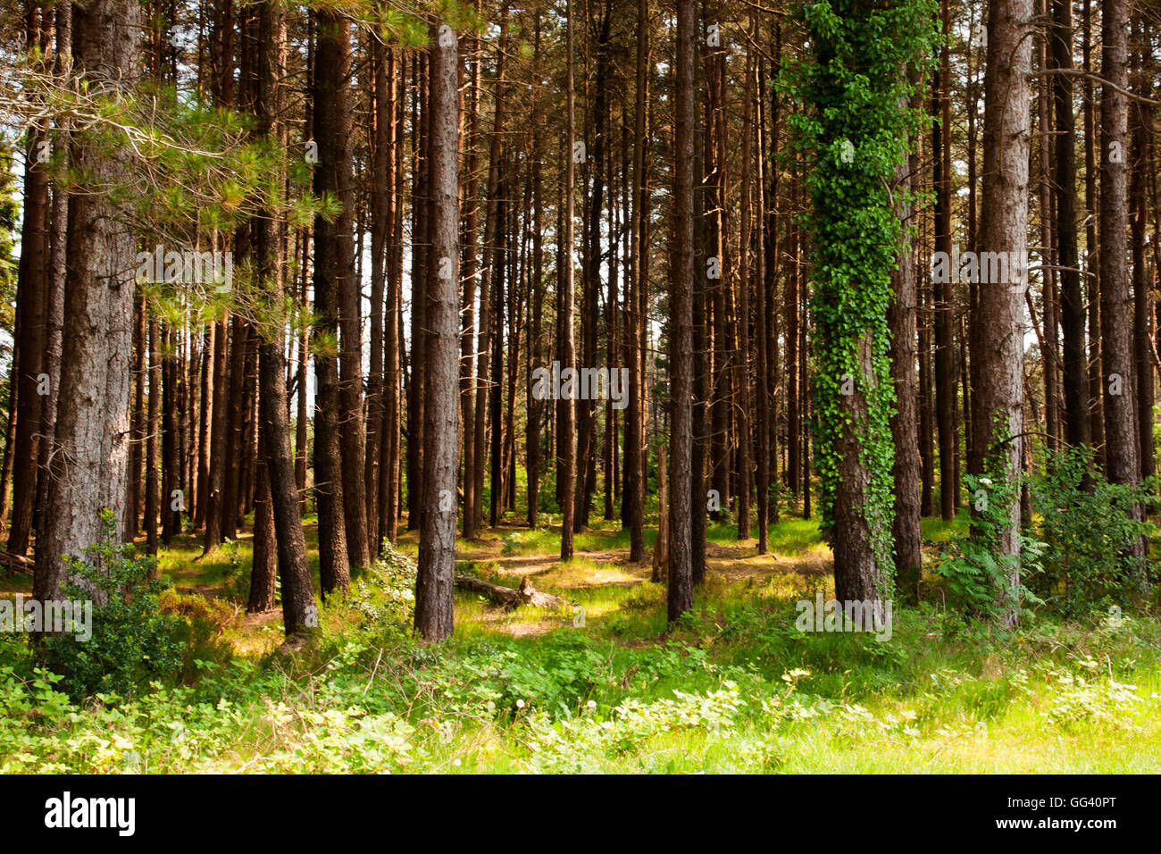 Castlewellan Forest Park County Down Northern Ireland Stock Photo