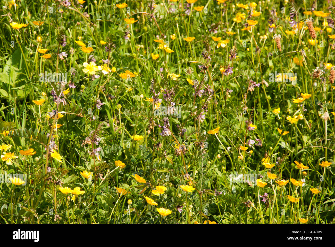 Wild flower meadow Northern Ireland Stock Photo