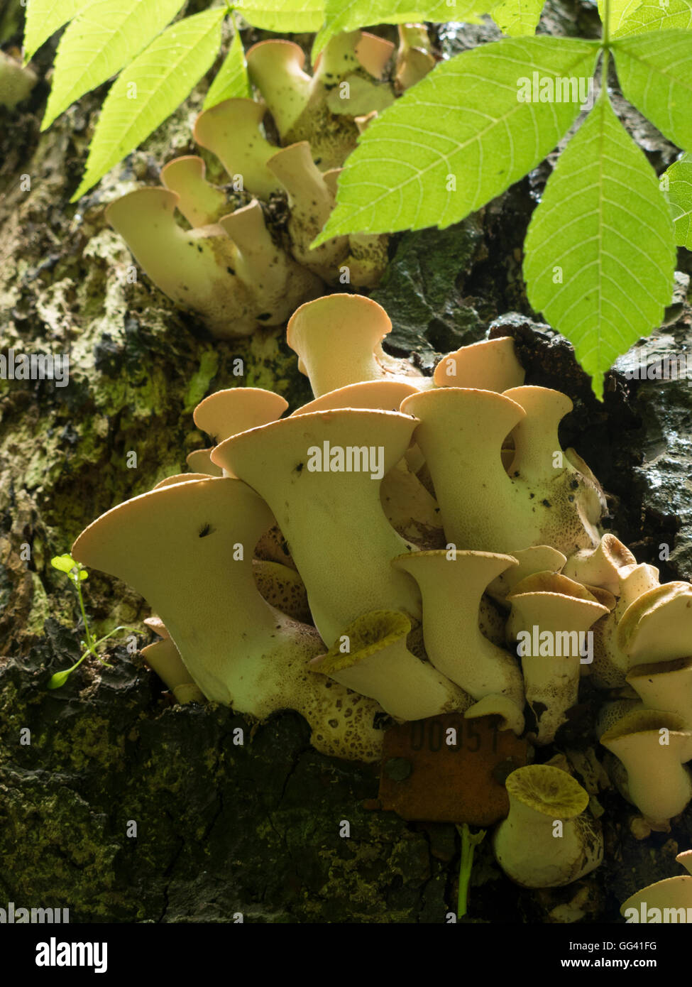 Dryad's saddle fungus young growth Stock Photo