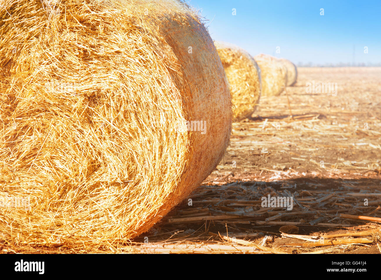 Summer field with hay bales on the background of blue sky. Agriculture ...