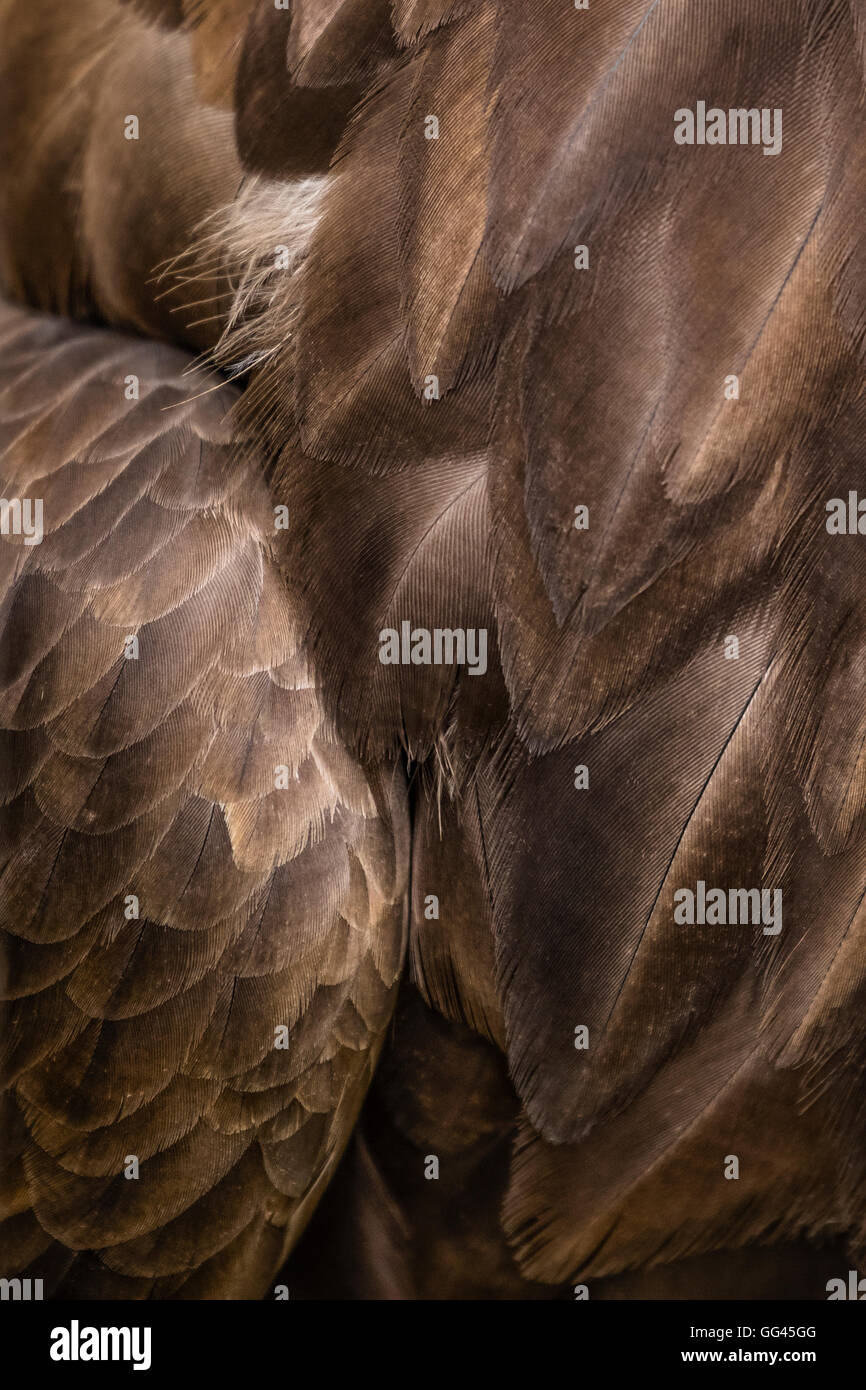 Bald eagle wing tail feathers hi-res stock photography and images - Alamy