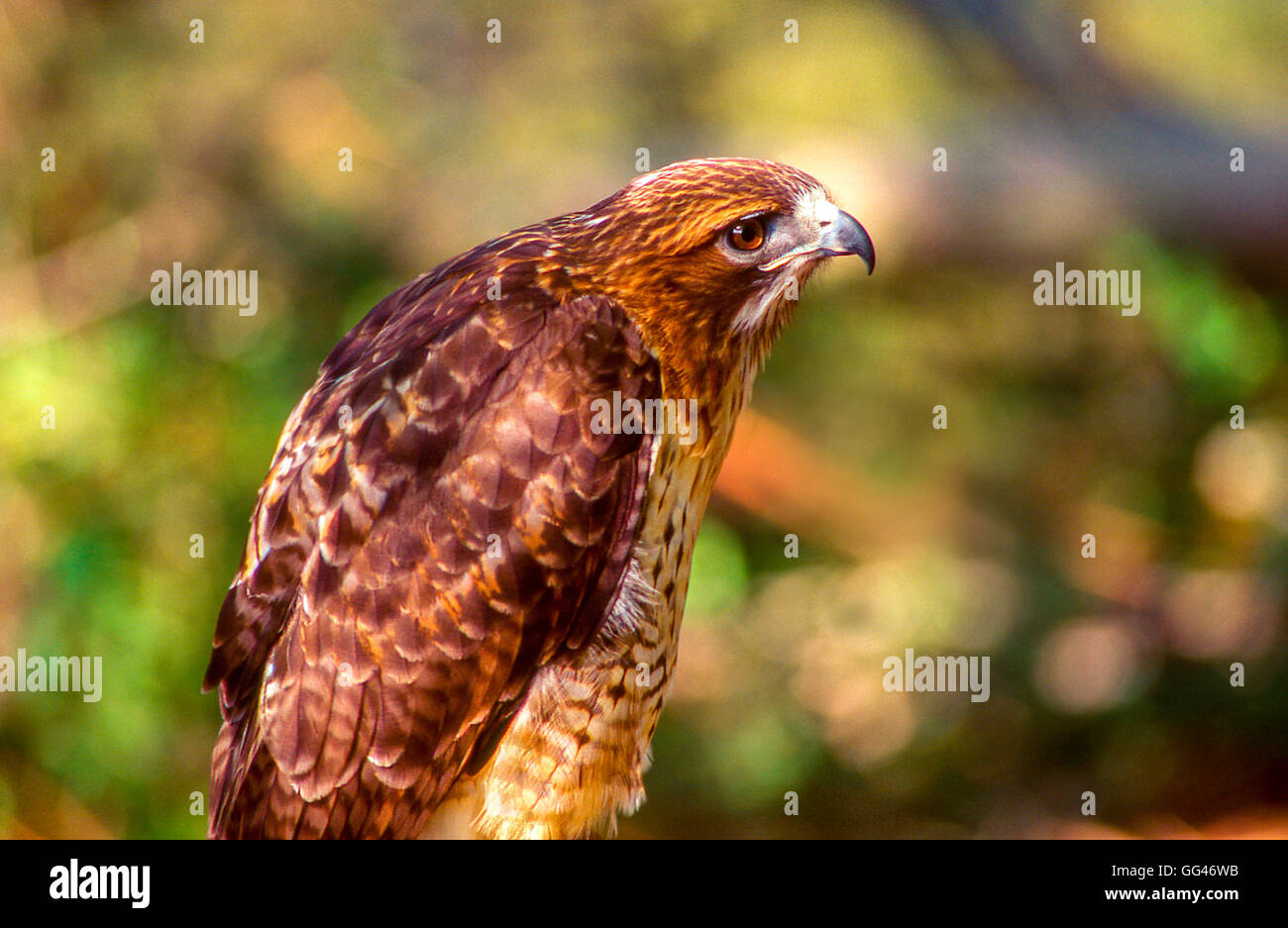 Adult Peregrine Falcon 1 Stock Photo