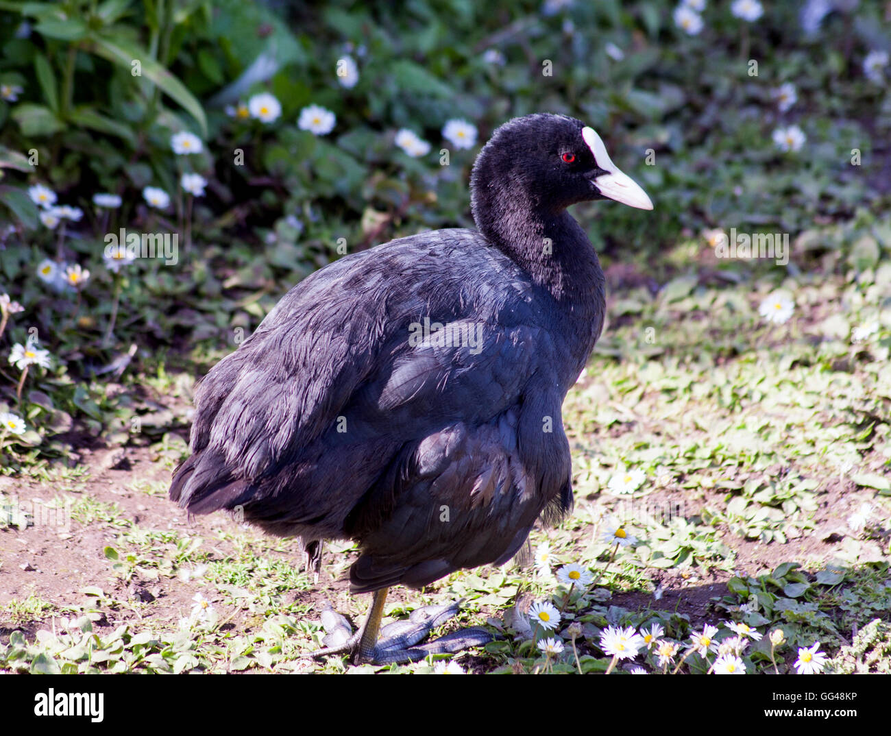 Coot Stock Photo