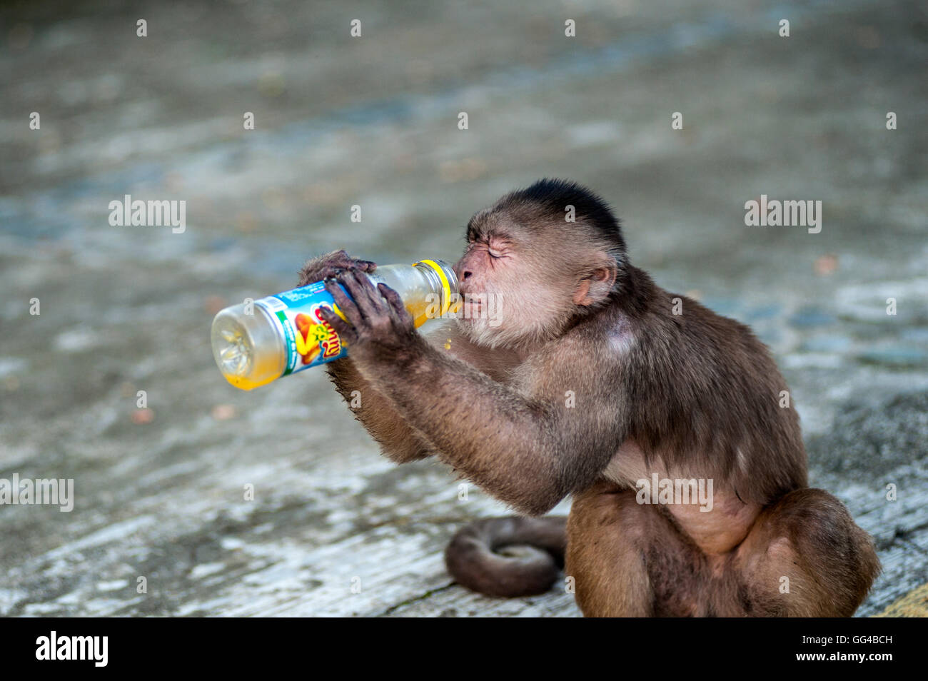 Capuchin monkey from the urban colony, Misahualli, Napo province, Ecuador Stock Photo