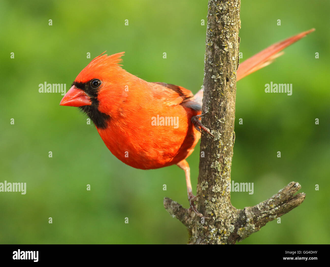 A male Northern Cardinal ready to fly from a perch Stock Photo Alamy