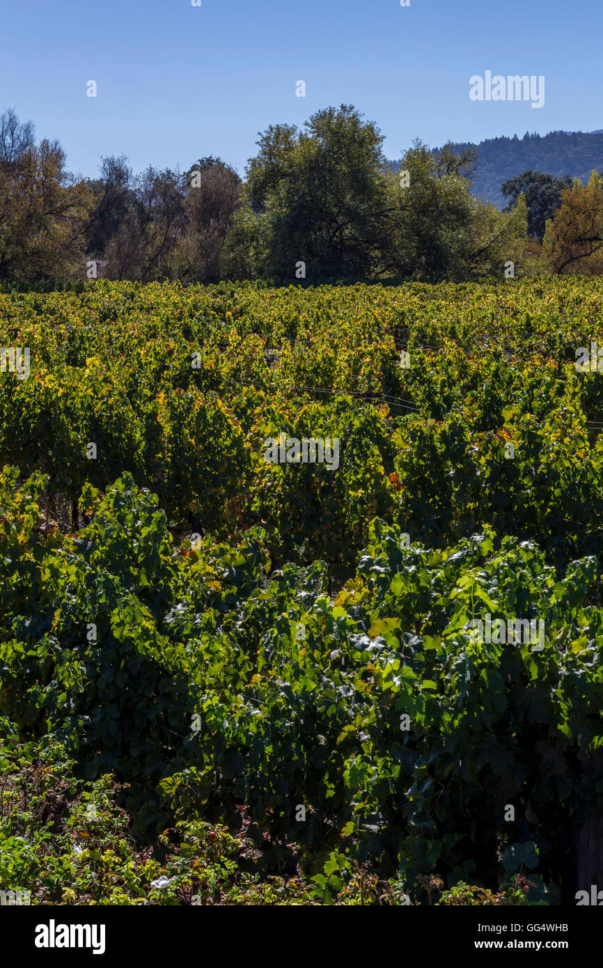 vineyard, vineyards, grape vineyard, grape vineyards, viewed from, Alpha Omega Winery, Napa Valley, California Stock Photo