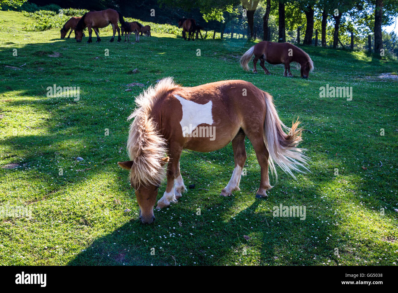 Baigorri High Resolution Stock Photography and Images Alamy