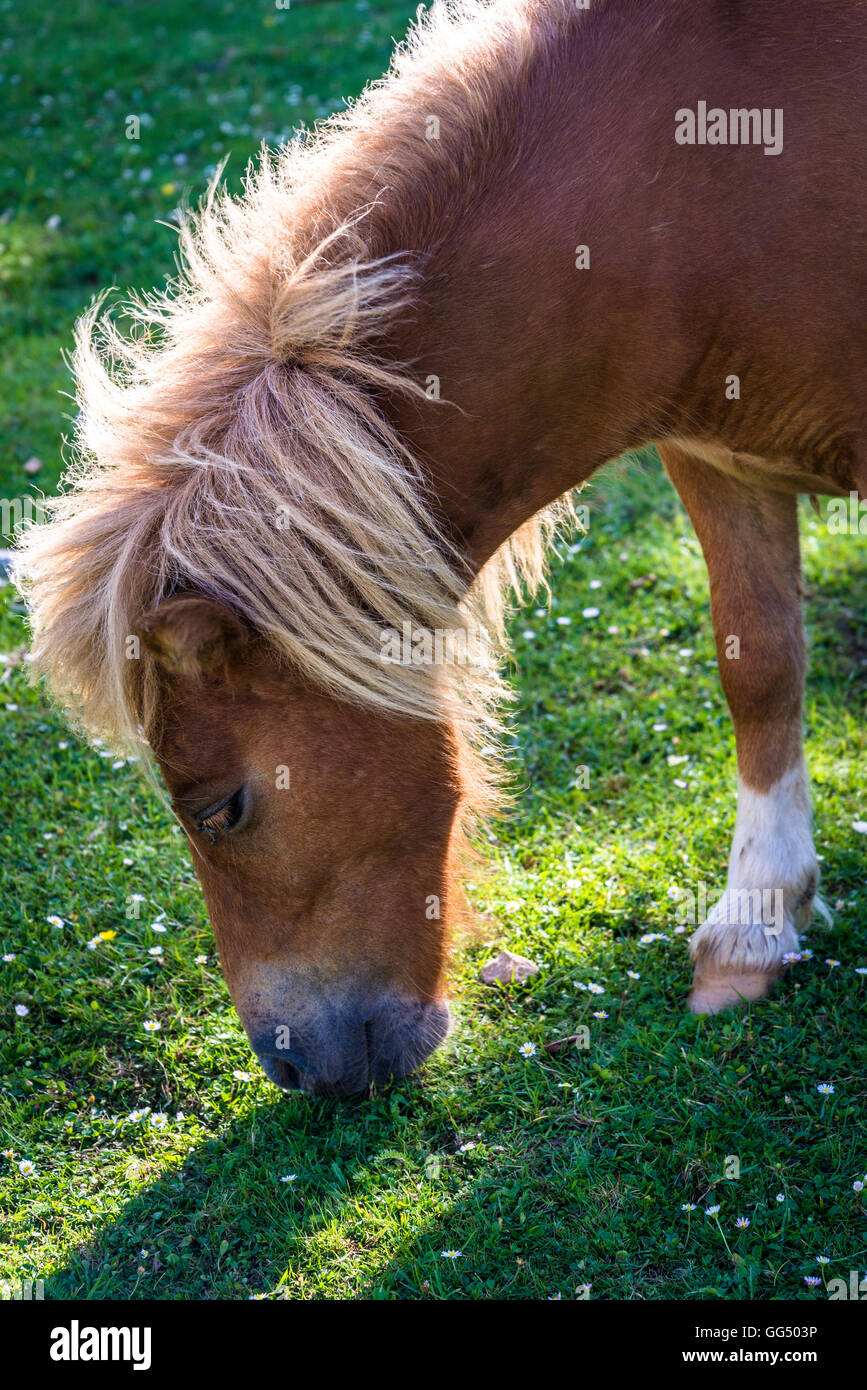 Pony grazing in Garazi Baigorri valley, on the border