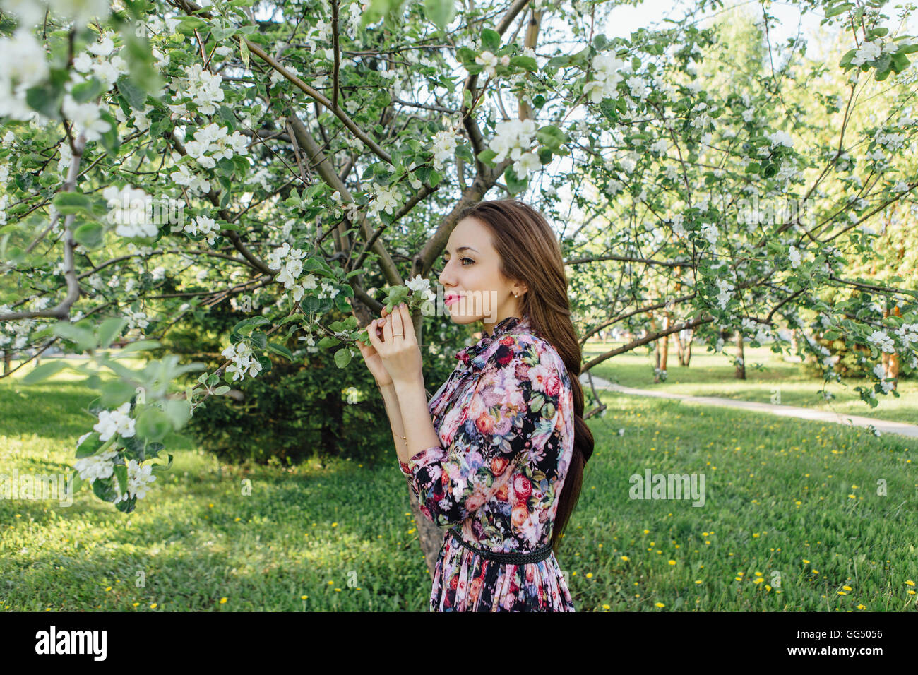 Beautiful young woman in dress standing near the blooming apple tree ...
