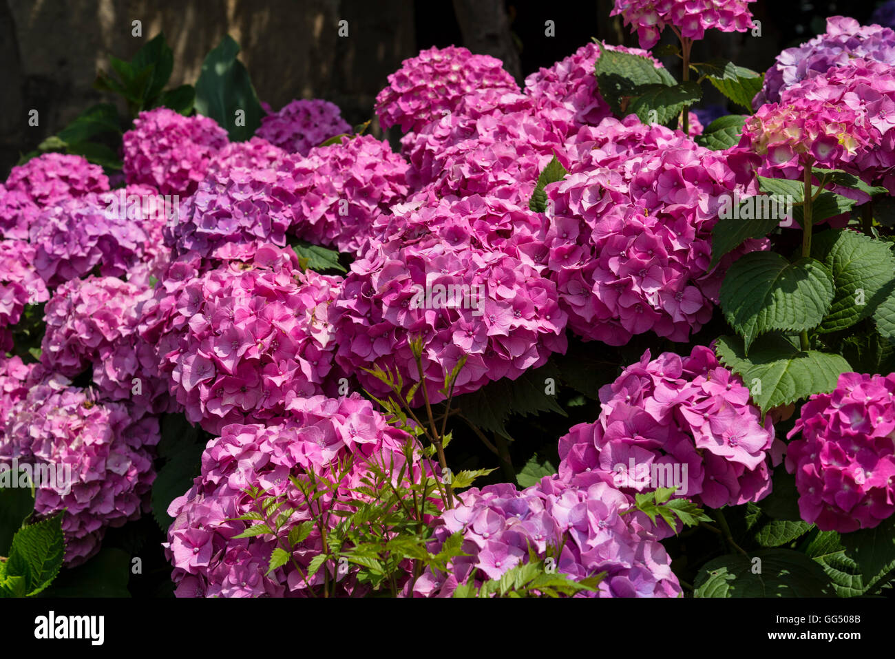 Hydrangea shrub in full bloom Stock Photo