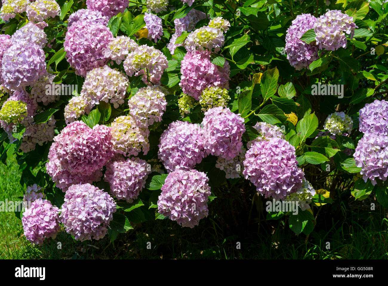 Hydrangea shrub in full bloom Stock Photo