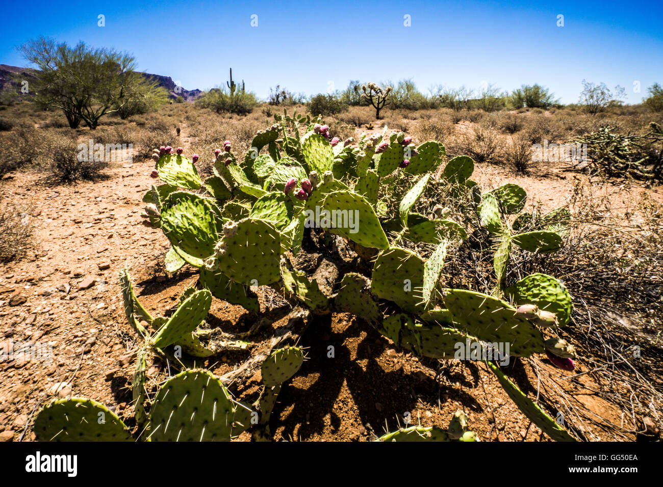 Prickly Pear Cactus in Tonto National Forest in the Arizona desert, USA Stock Photo