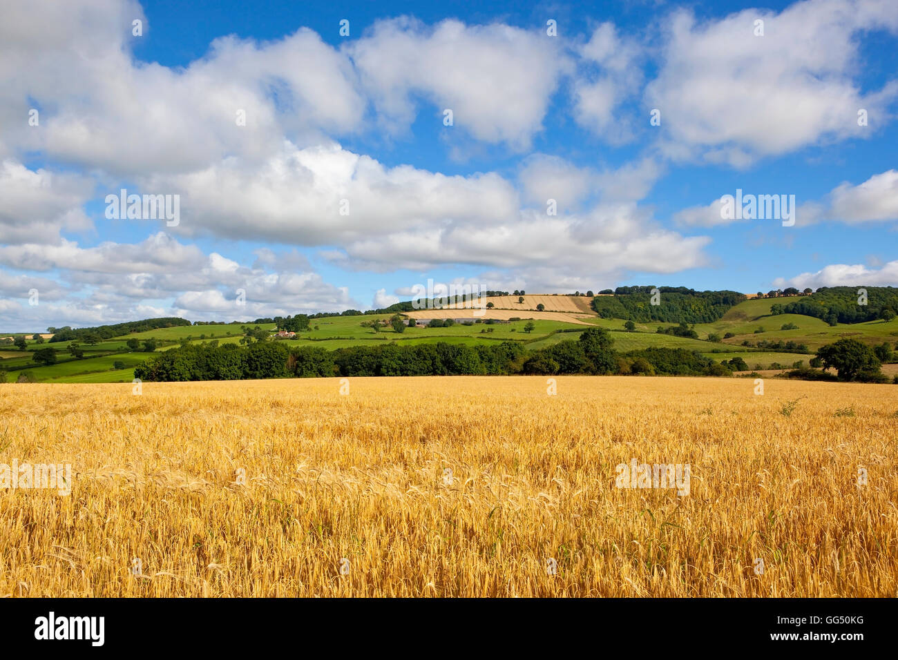 A golden barley field and patchwork landscape of  the Yorkshire wolds in summertime. Stock Photo