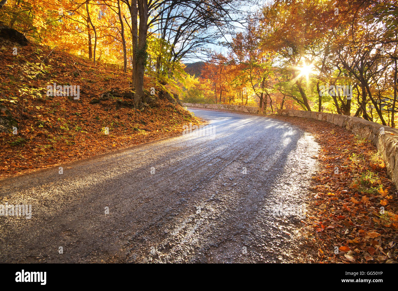 Sunny autumn road in wood hi-res stock photography and images - Alamy