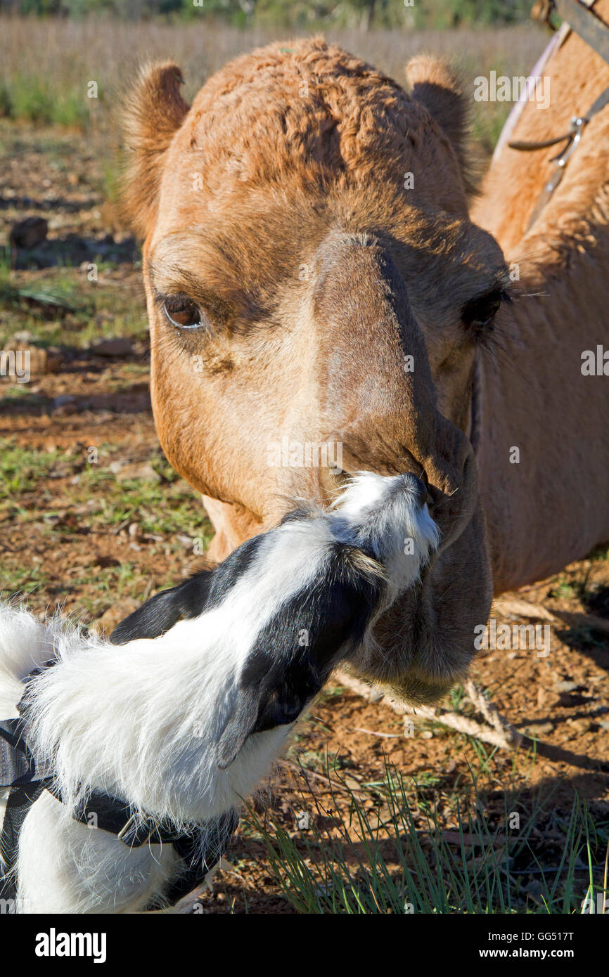 Camel and dog Stock Photo Alamy