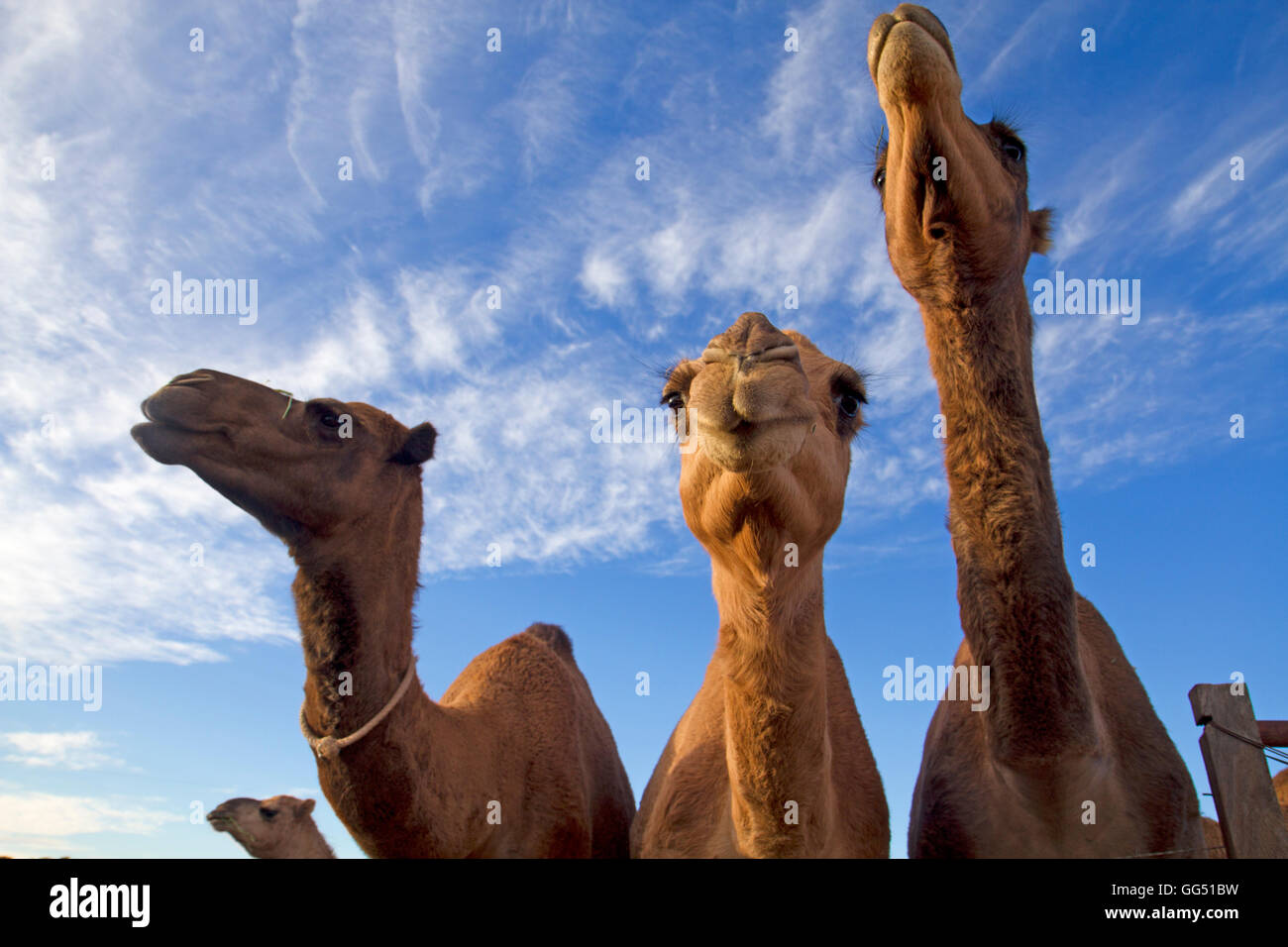 Young camels Stock Photo