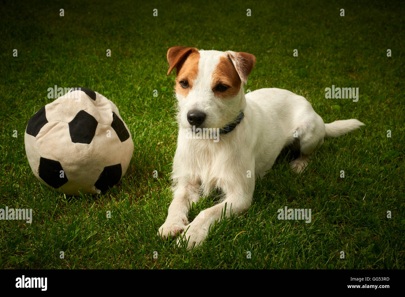 Jack Russell Parson Terrier dog playing with his toy ball Stock Photo