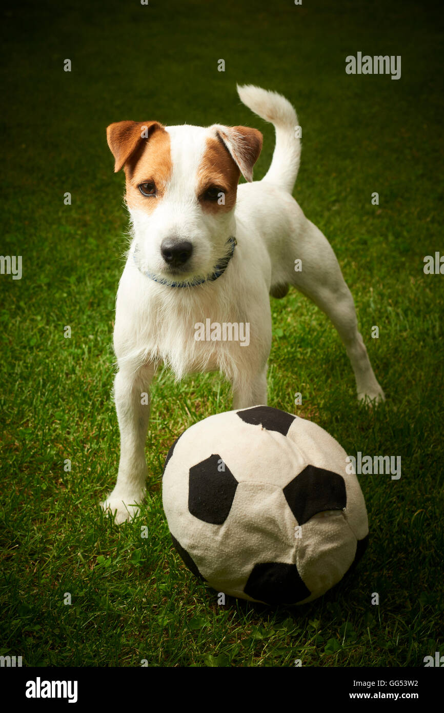 Jack Russell Parson Terrier dog playing with his toy ball Stock Photo