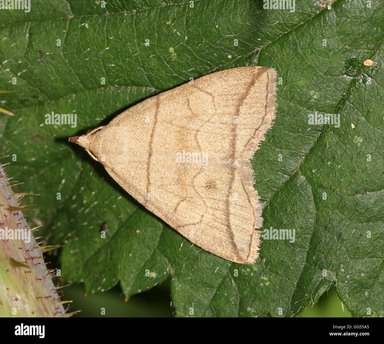 European Small fan-foot moth (Herminia grisealis) Stock Photo