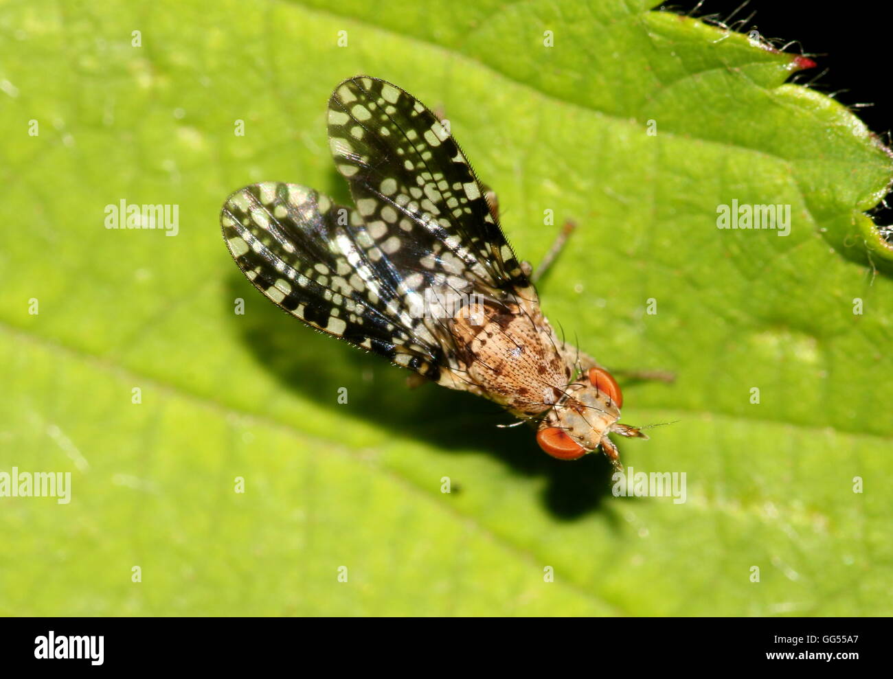 Male Tephritis praecox fruit Fly (Tephritis praecox) Stock Photo