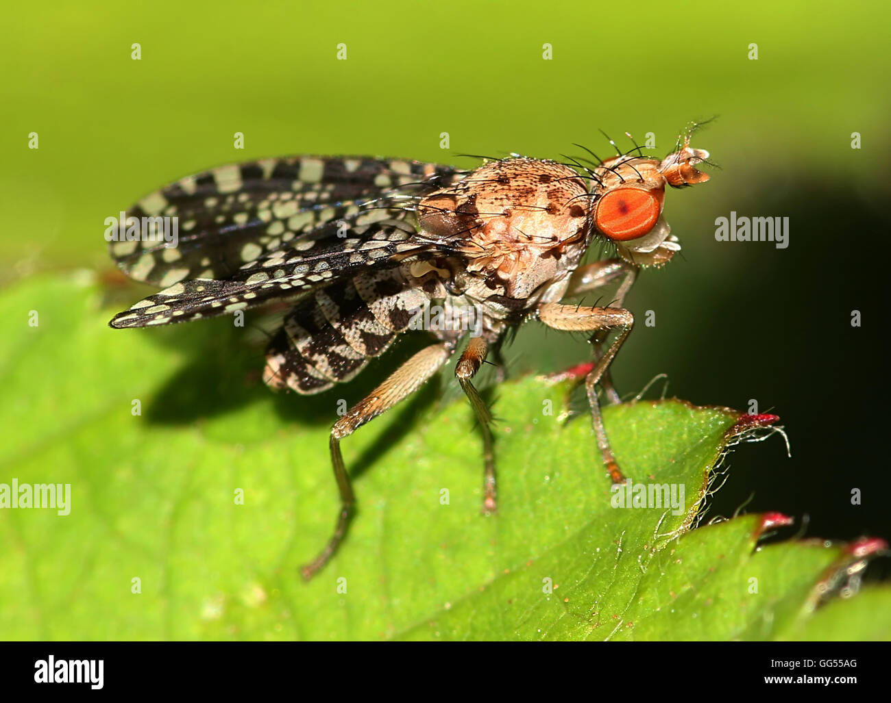 Male Tephritis praecox fruit Fly (Tephritis praecox) Stock Photo
