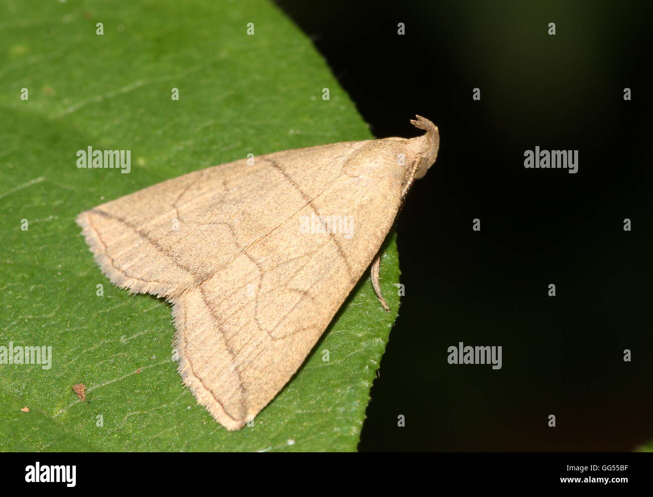 European Small fan-foot moth (Herminia grisealis) Stock Photo