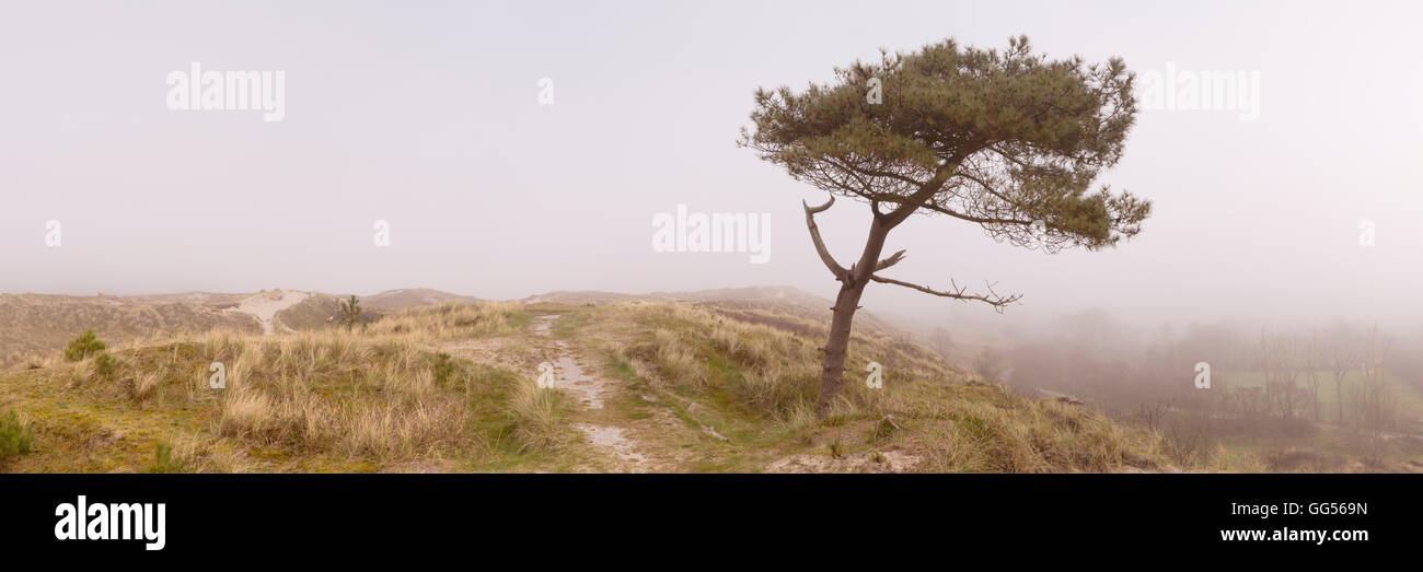 A lonely tree on a dune on the island of Terschelling in The Netherlands. Photographed on a foggy morning. Stock Photo
