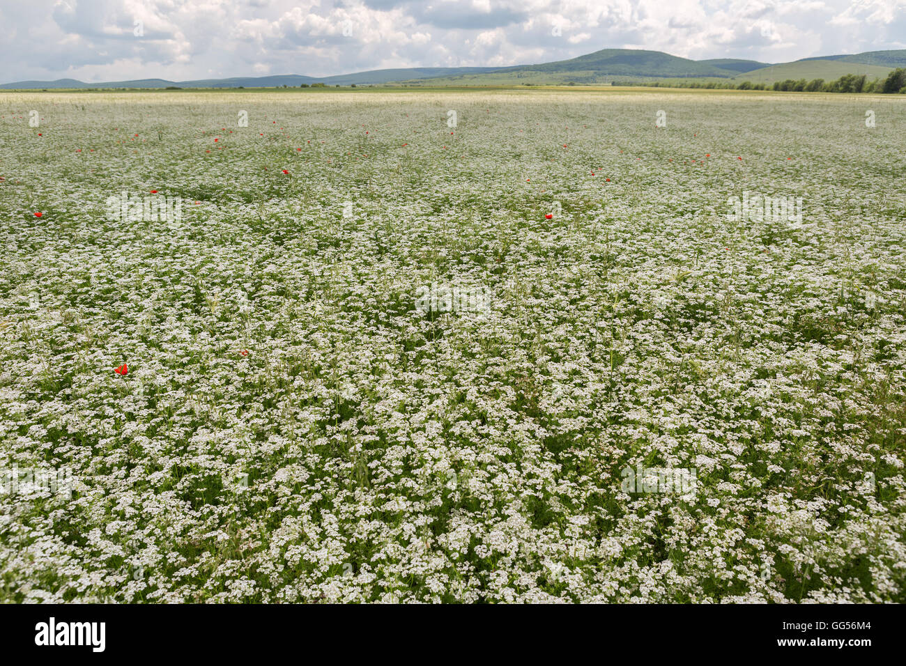 Field blossoming Orlaya daucoides. Stock Photo