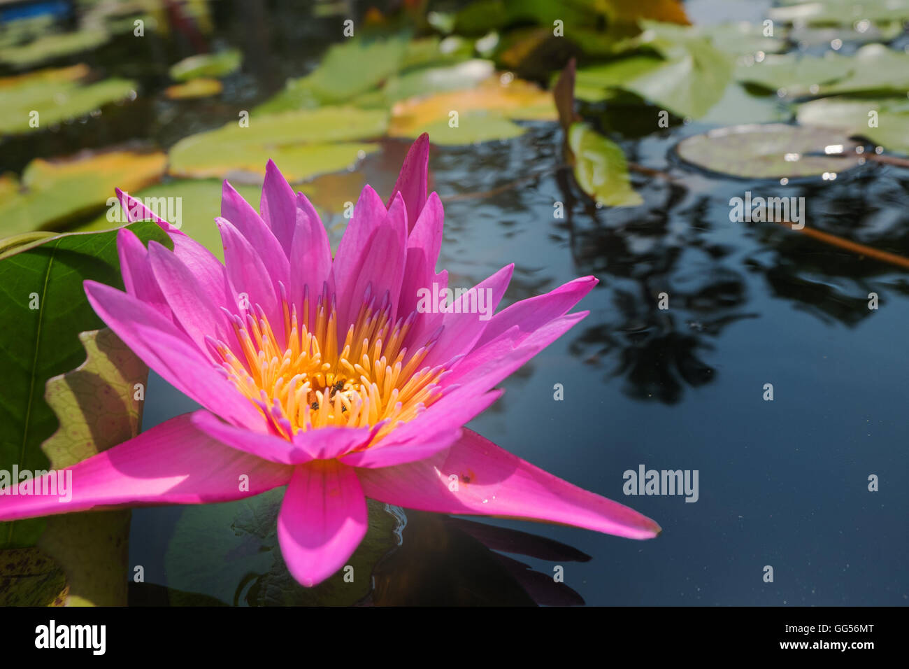Normal arbejder præmie Lotus flower in pink purple violet color. bee insect in pollen with green  leaves in nature water pond. close up, light orbs Stock Photo - Alamy