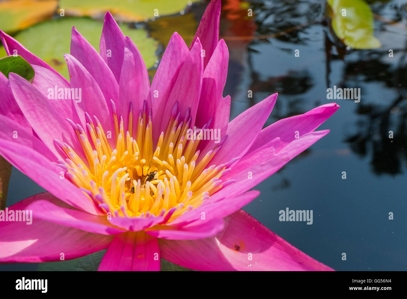 Lotus flower in pink purple violet color. bee insect in pollen with green leaves in nature water pond. close up, light orbs Stock Photo