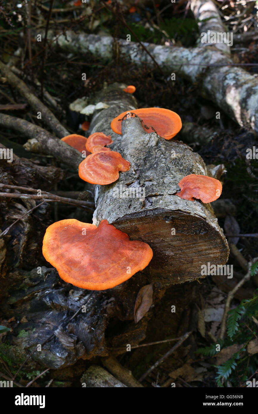 Orange Bracket Fungi on a log Stock Photo - Alamy