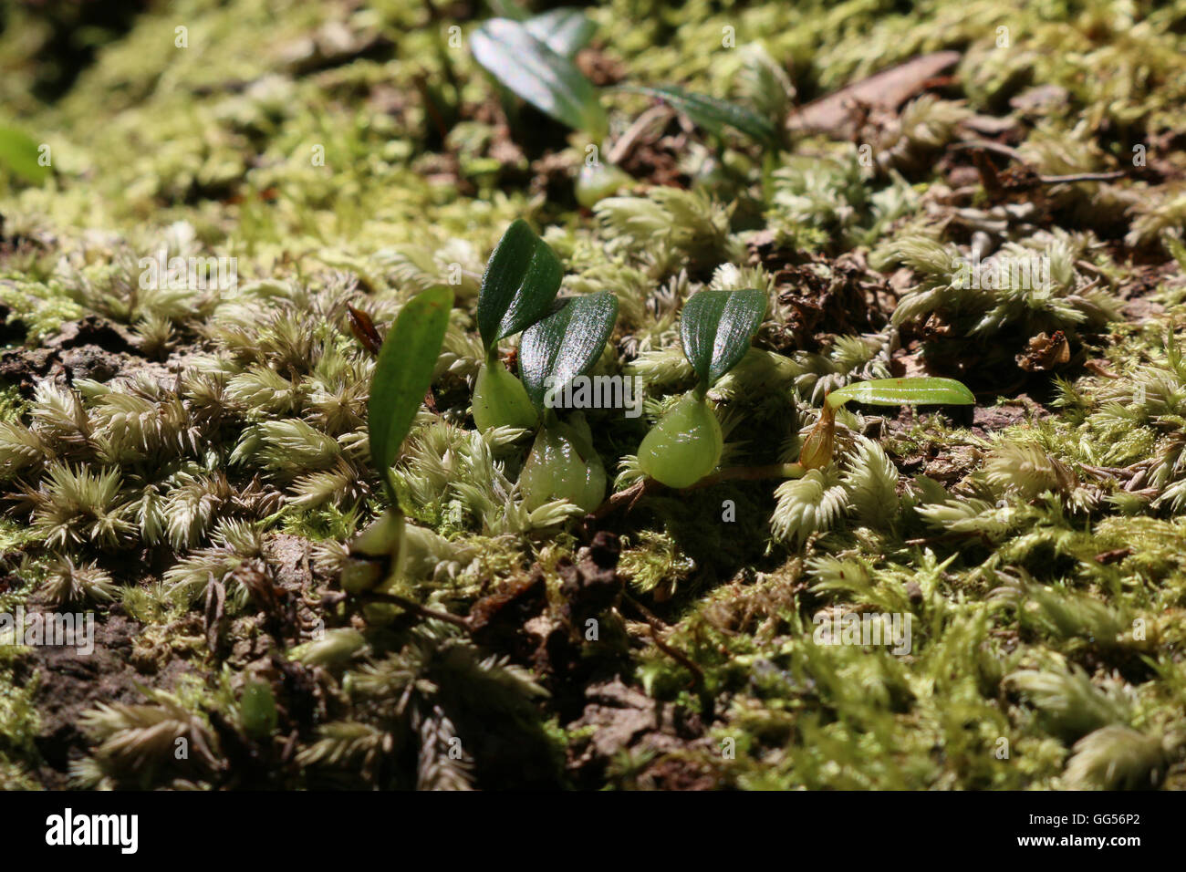 Tiny Orchid growing on a mossy log Stock Photo