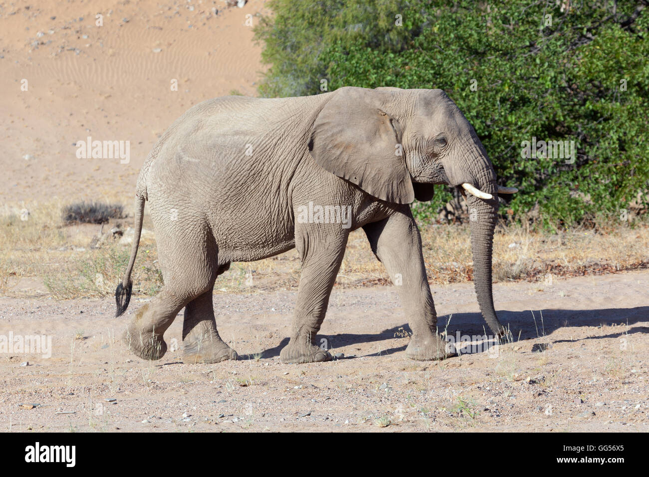 Damaraland Namibia Desert adapted elephants (Loxodonta africana) near Doro Nawas Stock Photo