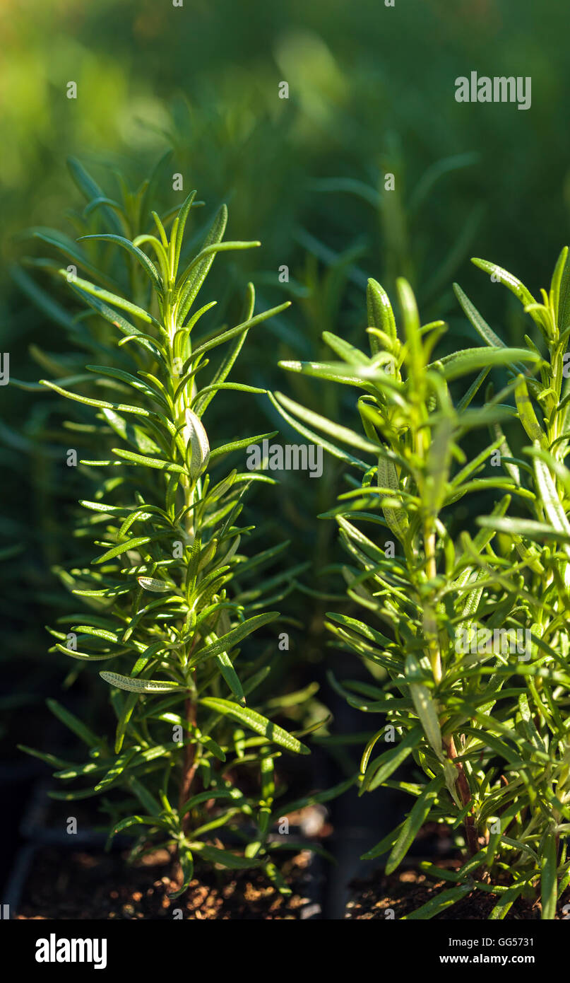 Rosemary growing in the nursery hires stock photography and images Alamy