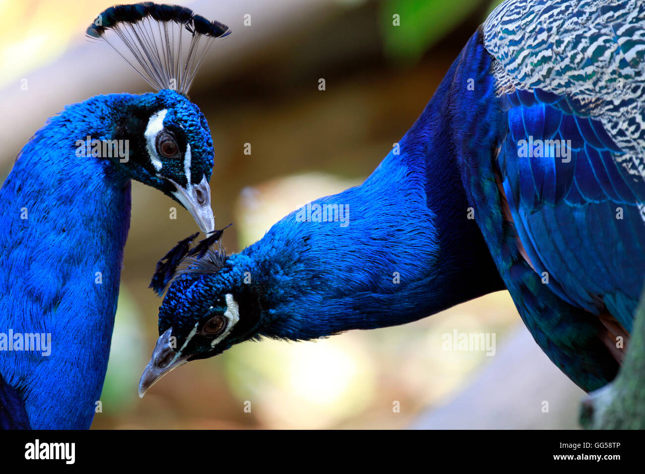 Two  male Indian peafowl (peacock) grooming each other at World of Birds, Hout Bay, Cape Town, South Africa. Stock Photo