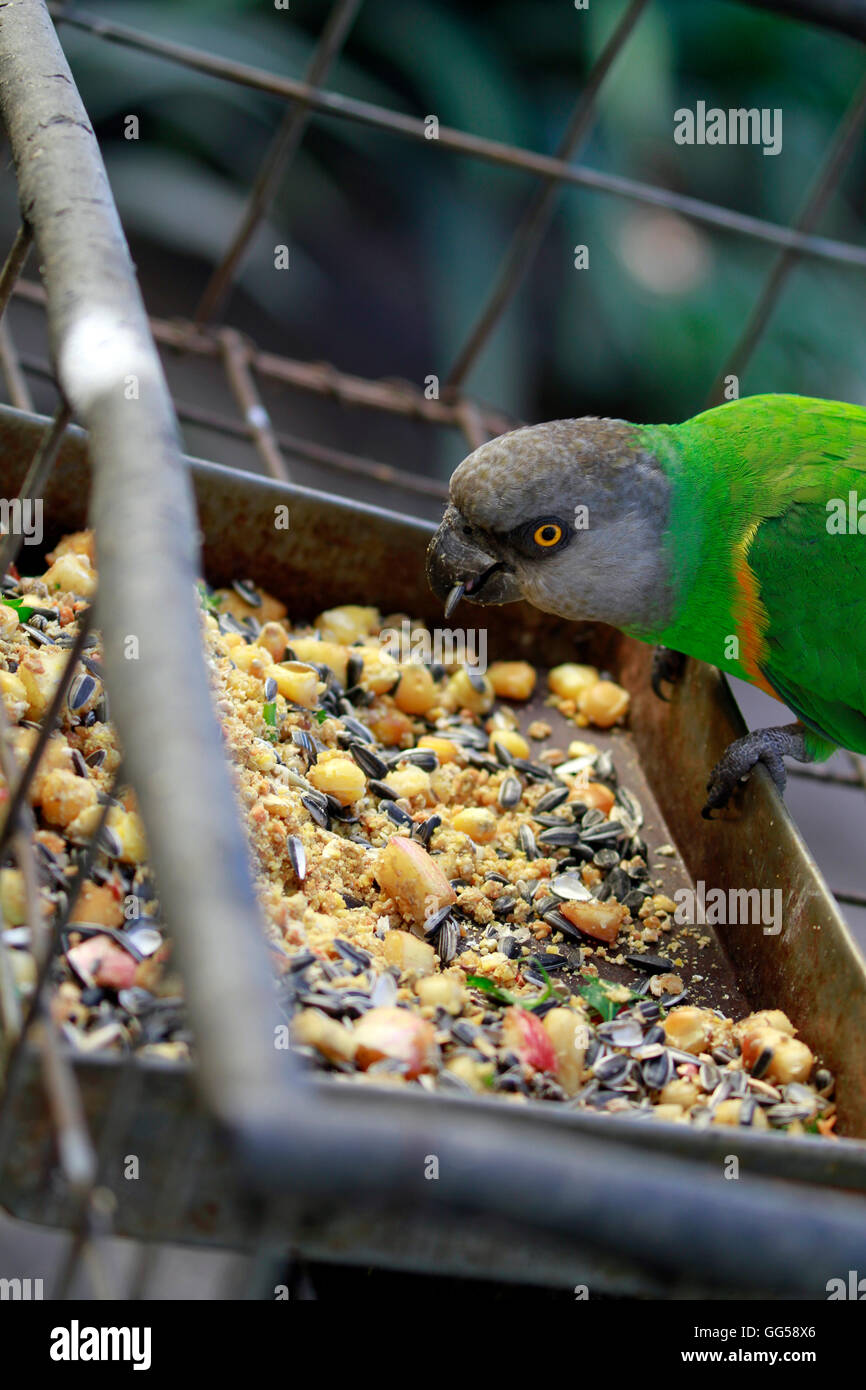 A Senegal parrot (Poicephalus senegalus) eating at World of Birds, Hout Bay, Western Cape Province, South Africa. Stock Photo