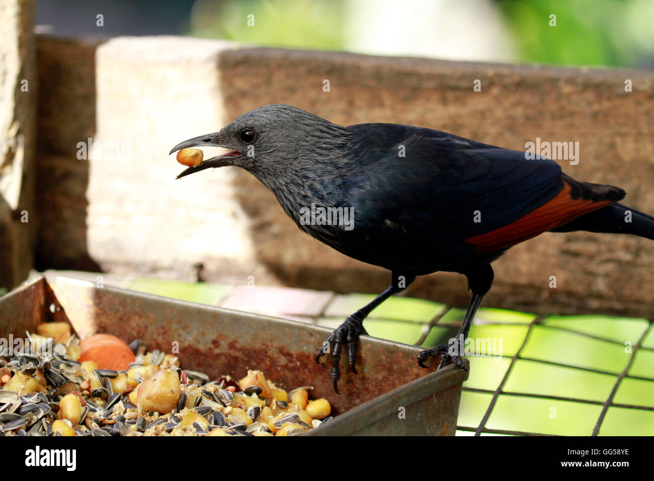 Red winged starling hout bay hires stock photography and images Alamy