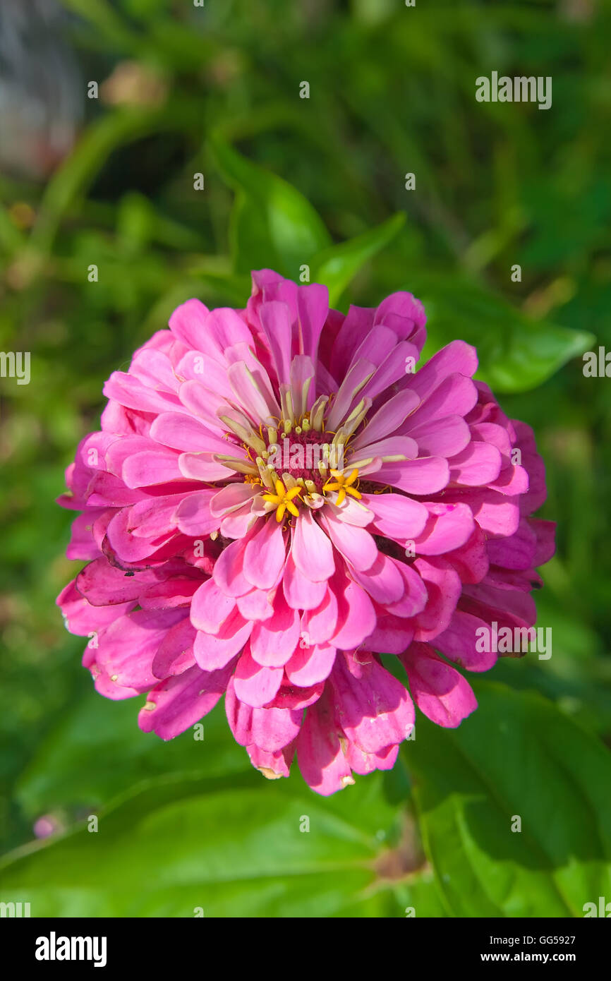 Purple flower Zinnia the end of its flowering in Garden Stock Photo