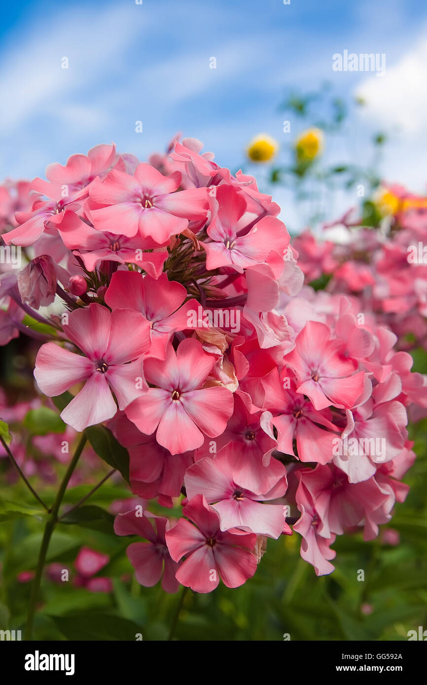 Pink phlox flowers on a background of blue sky Stock Photo