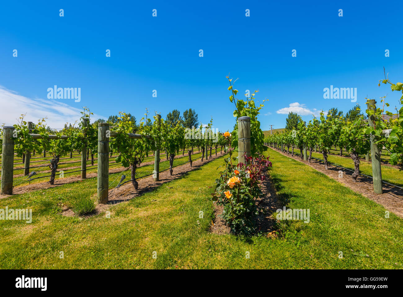New Zealand's wine country is located in Napier near Hawke's Bay Stock