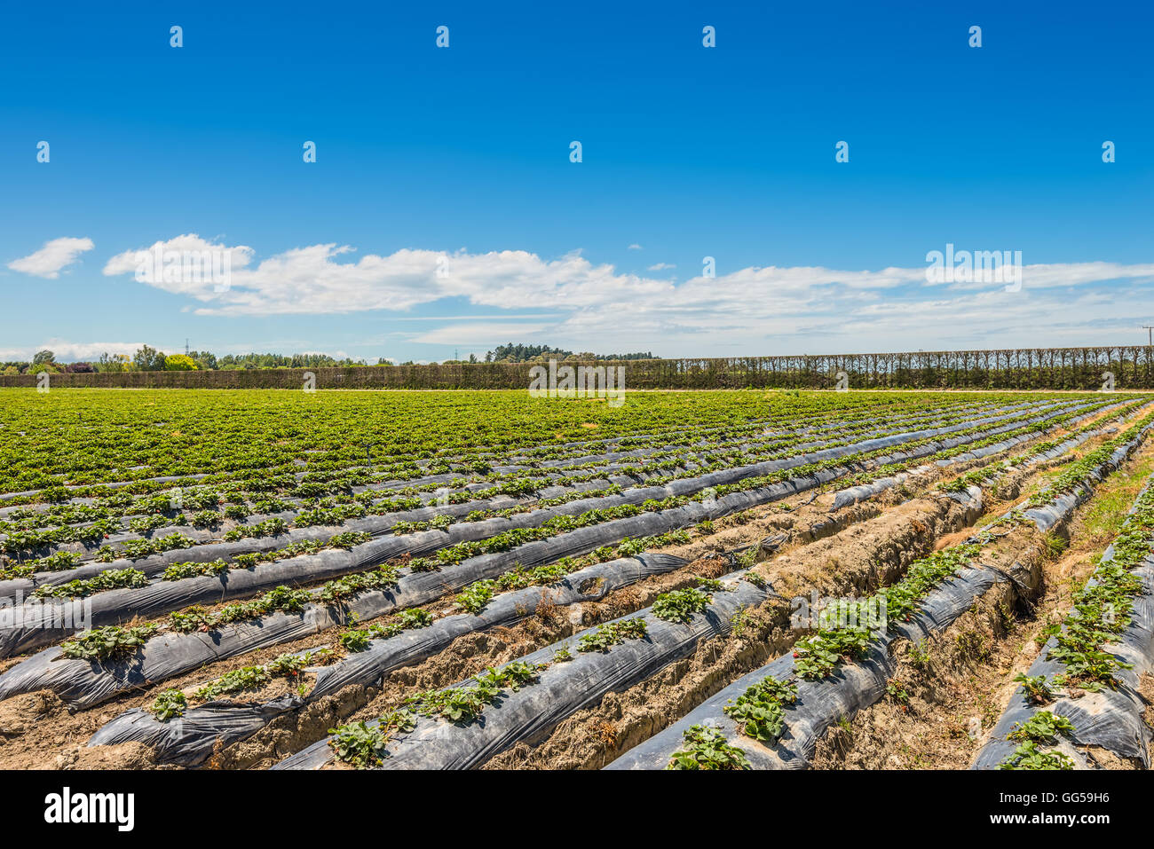 Strawberry farm near Napier in North Island New Zealand Stock Photo