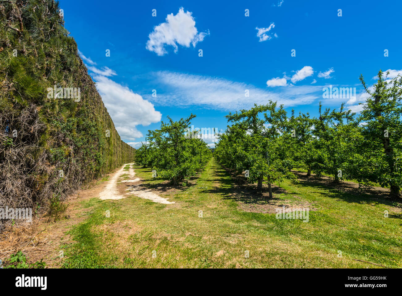 High hedge orchard near napier hires stock photography and images Alamy