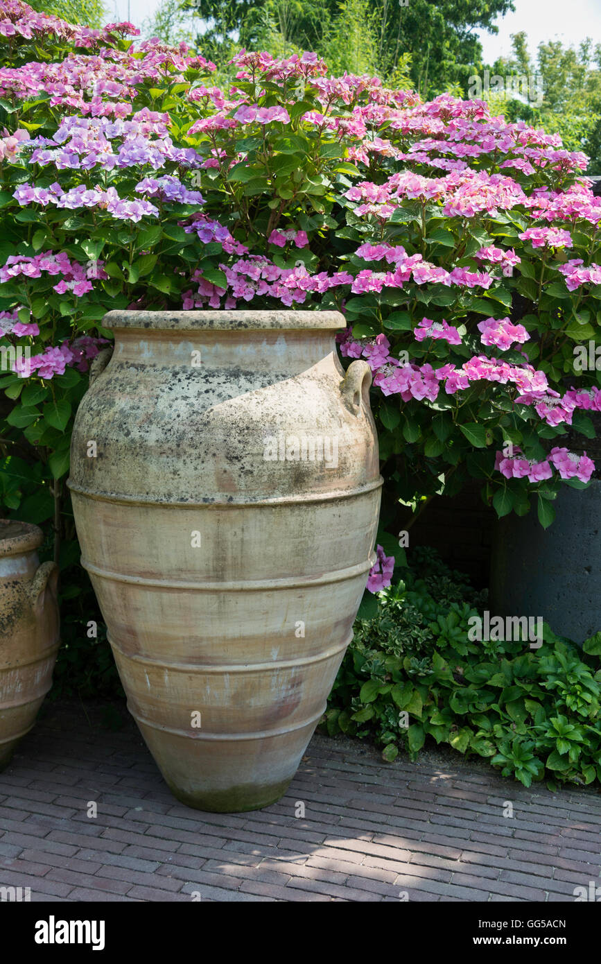 big brown clay vases with pink and rose hydrangea hortensia background Stock Photo Alamy