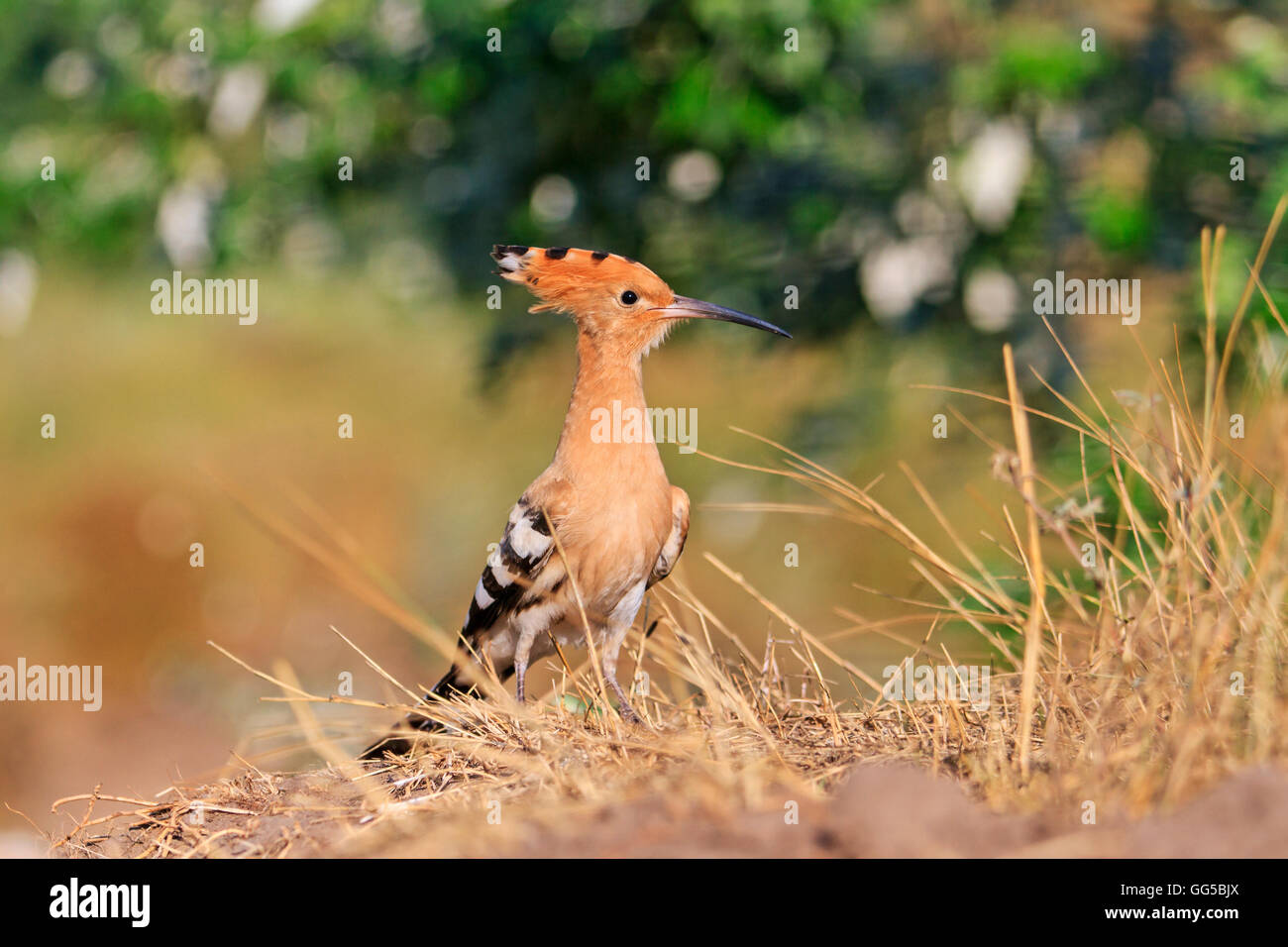 hoopoe rare bird on dry grass Stock Photo Alamy