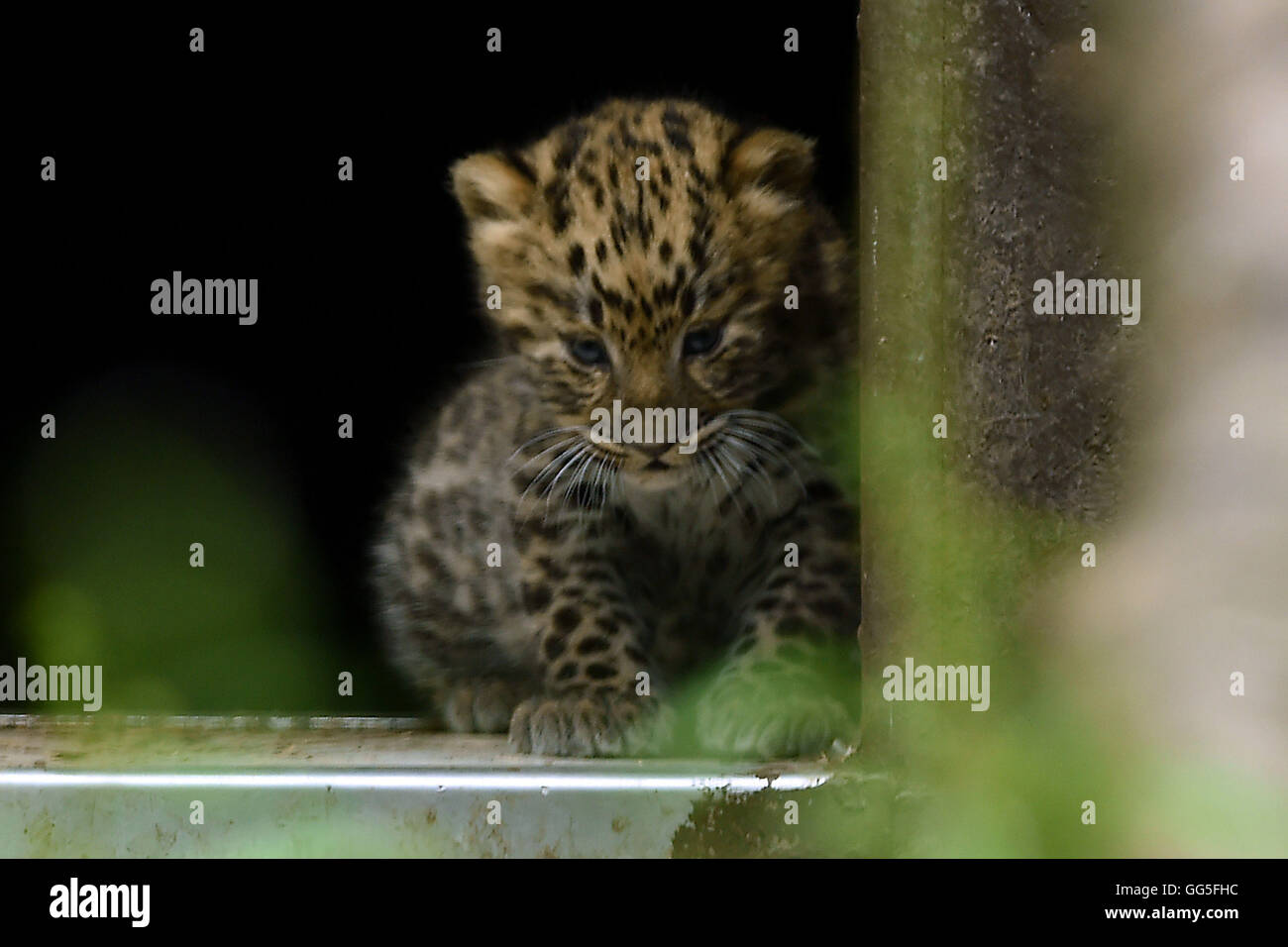 An amur leopard looks out its enclosure twycross zoo hi-res stock
