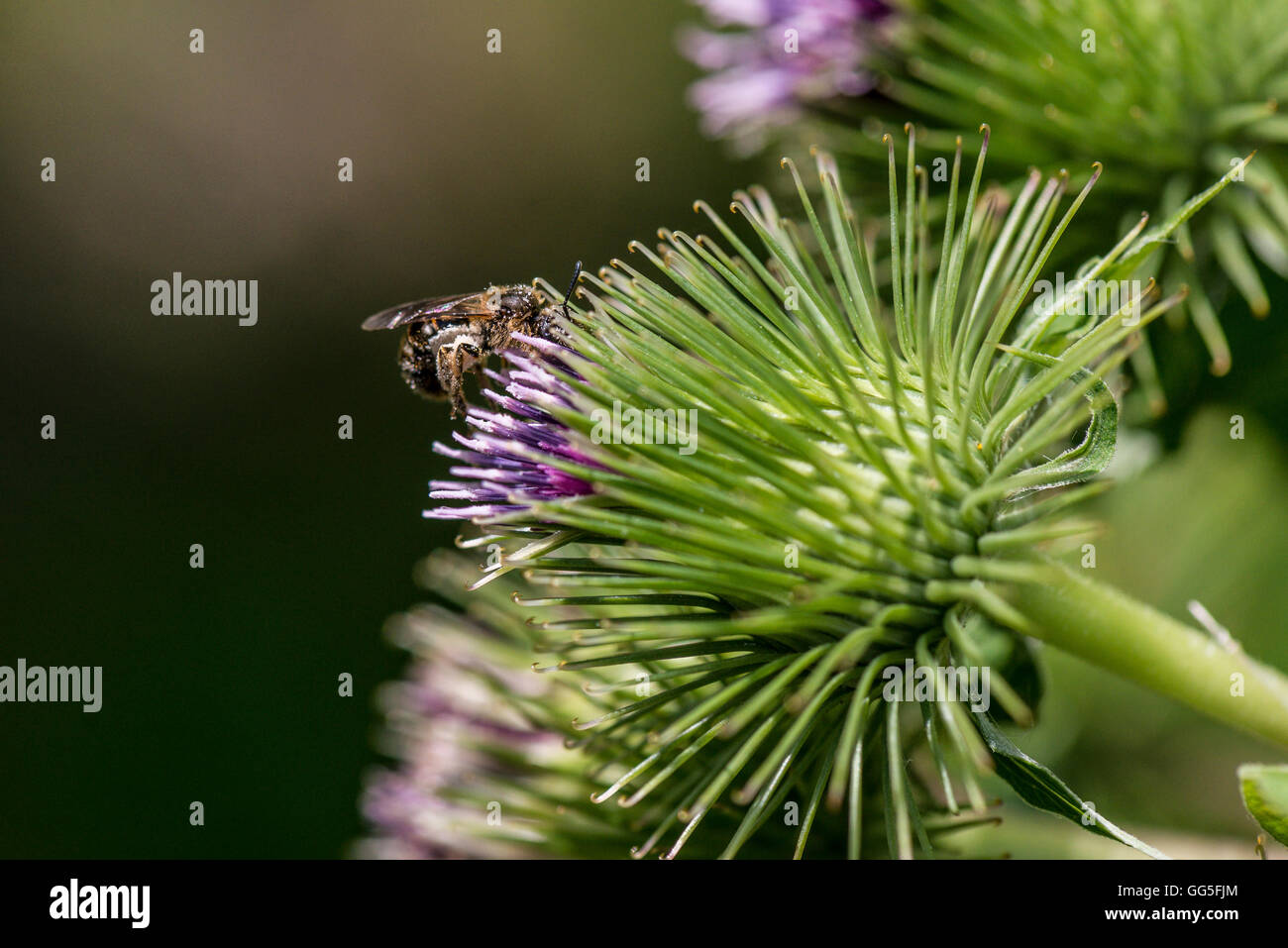 A bee on the flower of a greater burdock (Arctium lappa) Stock Photo