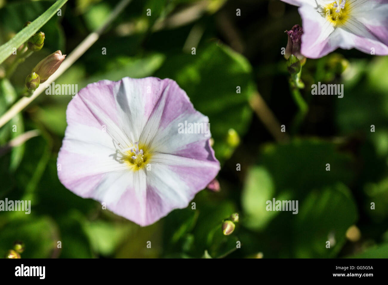 A close up of a flower of a field bindweed (Convolvulus arvensis Stock