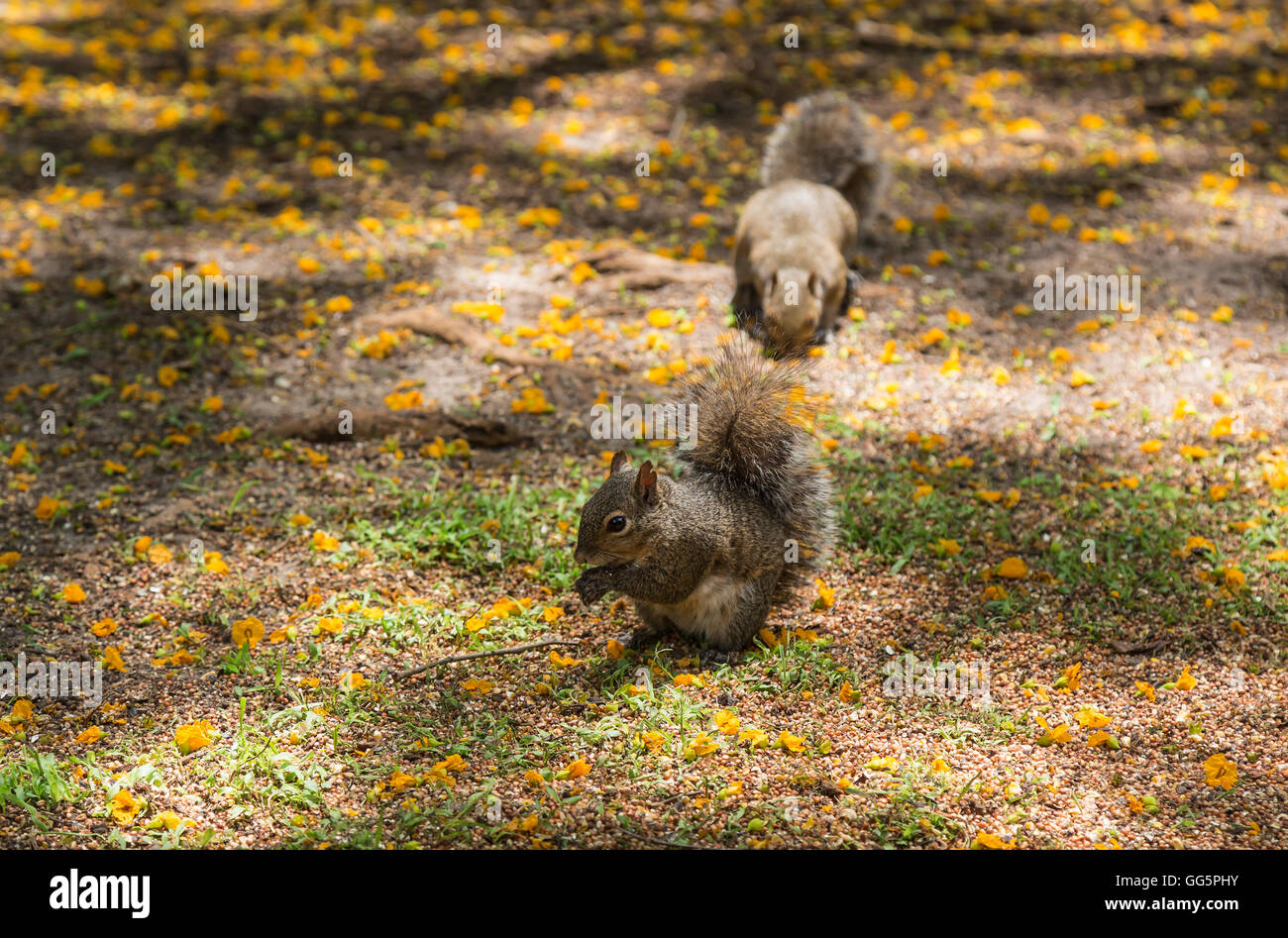 Two squirrels looking for food on the ground Stock Photo