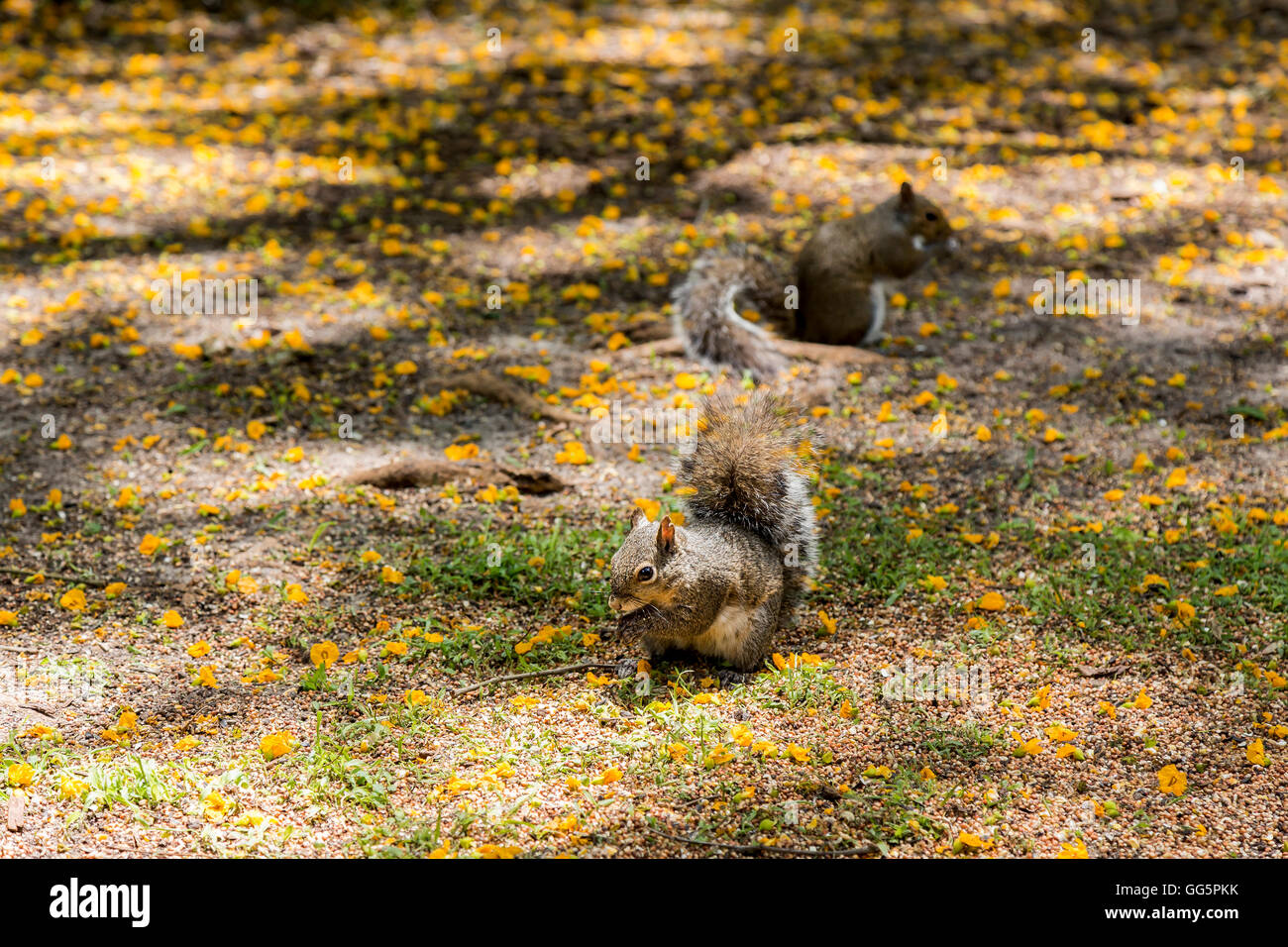 Two squirrels on the ground Stock Photo